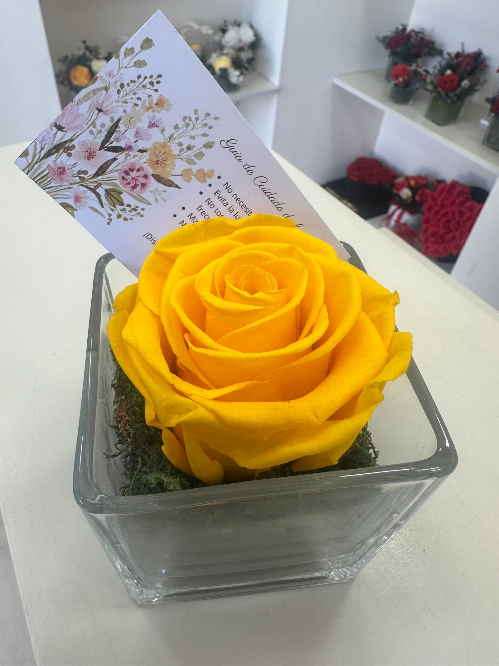 Rosa Premium BF